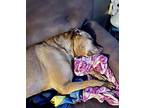 Yuji (longest Resident), American Staffordshire Terrier For Adoption In Tracy