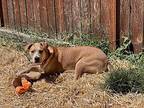 Kawasaki Houston, Labrador Retriever For Adoption In Marysville, Washington