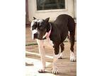 Athena (reduced Fee), American Pit Bull Terrier For Adoption In Tracy