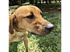 Carson, Labrador Retriever For Adoption In Palm City, Florida