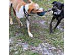 Benji, Labrador Retriever For Adoption In Palm City, Florida