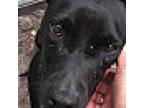 Basil, Labrador Retriever For Adoption In Palm City, Florida