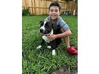 Rocky The Loyal Family Puppy, Labrador Retriever For Adoption In Marysville