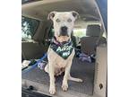 Pappas (reduced Fee), American Pit Bull Terrier For Adoption In Tracy
