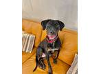 Maggie Anne, Labrador Retriever For Adoption In Marysville, Washington
