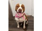 Tabby Ark, American Pit Bull Terrier For Adoption In Marysville, Washington