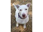 Yeti (reduced Fee), American Pit Bull Terrier For Adoption In Tracy, California