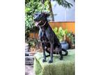 Negrita, Labrador Retriever For Adoption In Anacortes, Washington
