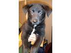 Hank 2953, Labrador Retriever For Adoption In Stephens City, Virginia