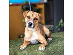 Mia, Labrador Retriever For Adoption In Anacortes, Washington