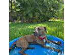 Boomer, American Staffordshire Terrier For Adoption In Palm City, Florida