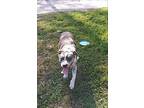 Leo, Labrador Retriever For Adoption In Lakeland, Florida