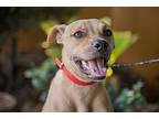 Cas, Terrier (unknown Type, Small) For Adoption In Anacortes, Washington