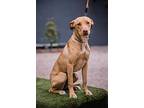 Sura, Labrador Retriever For Adoption In Anacortes, Washington