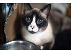 Sophie 2, Snowshoe For Adoption In Pittsboro, North Carolina
