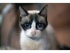 Sara, Snowshoe For Adoption In Pittsboro, North Carolina