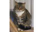 Seniors For Seniors, Domestic Shorthair For Adoption In Monterey, Virginia