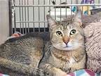 Hazel Mae, Abyssinian For Adoption In Locust Grove, Georgia