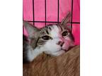 Oaken, Persian For Adoption In Locust Grove, Georgia