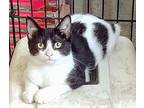 Bull, American Shorthair For Adoption In San Antonio, Texas