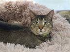 Fiona, Abyssinian For Adoption In Locust Grove, Georgia