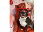 Hunter, American Pit Bull Terrier For Adoption In Marshall, Missouri