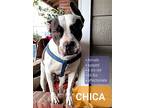 Chica, American Staffordshire Terrier For Adoption In Lodi, California
