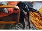 Tank, Doberman Pinscher For Adoption In Coupeville, Washington