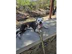 Taffy, American Pit Bull Terrier For Adoption In Phoenix, Arizona