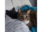 Nellie, Domestic Shorthair For Adoption In Spruce Grove, Alberta