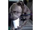 Duke - Senior!, American Staffordshire Terrier For Adoption In Folsom