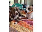 Carraway, American Pit Bull Terrier For Adoption In Birmingham, Alabama