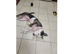 Melody, American Staffordshire Terrier For Adoption In Birmingham, Alabama