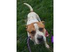 Liam!, American Staffordshire Terrier For Adoption In Folsom, California