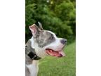 Rip, American Pit Bull Terrier For Adoption In Birmingham, Alabama