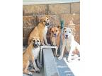 Queen, American Pit Bull Terrier For Adoption In Birmingham, Alabama