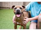 Dave, American Staffordshire Terrier For Adoption In Birmingham, Alabama
