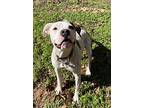 Snoop, American Pit Bull Terrier For Adoption In Birmingham, Alabama