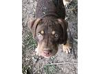 Gertie, American Pit Bull Terrier For Adoption In Birmingham, Alabama