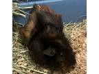 Stitch, Guinea Pig For Adoption In Hilliard, Ohio