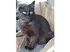 Unique, Domestic Shorthair For Adoption In Mount Pleasant, Texas