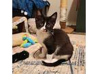Mary Ruth, Domestic Shorthair For Adoption In Mount Pleasant, Texas