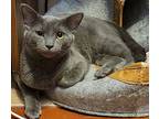 Trey, American Shorthair For Adoption In Colmar, Pennsylvania
