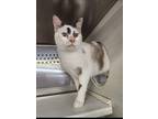 Majesty, Calico For Adoption In Mount Pleasant, Texas