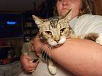Ocelle, Tabby For Adoption In Mount Pleasant, Texas