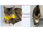 Kendal, Domestic Longhair For Adoption In Mount Pleasant, Texas
