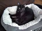 Kitten Polly Pocket, Domestic Shorthair For Adoption In Andover, Connecticut