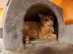 Jonis, Domestic Shorthair For Adoption In Fulton, Texas