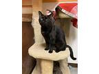Shadow, Domestic Shorthair For Adoption In Fulton, Texas