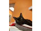 Topaz, Domestic Shorthair For Adoption In Fulton, Texas